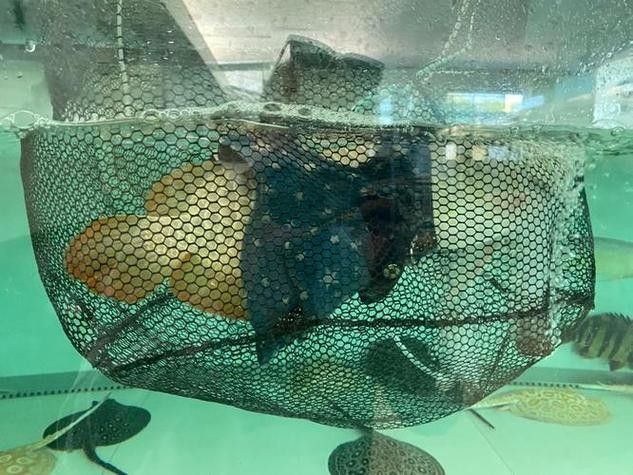 開封龍魚出售信息：開封地區與龍魚相關的出售信息