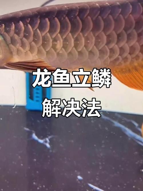 開封龍魚出售信息：開封地區與龍魚相關的出售信息