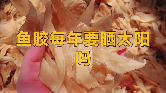 如何保養大金龍魚膠：保養大金龍魚膠的方法