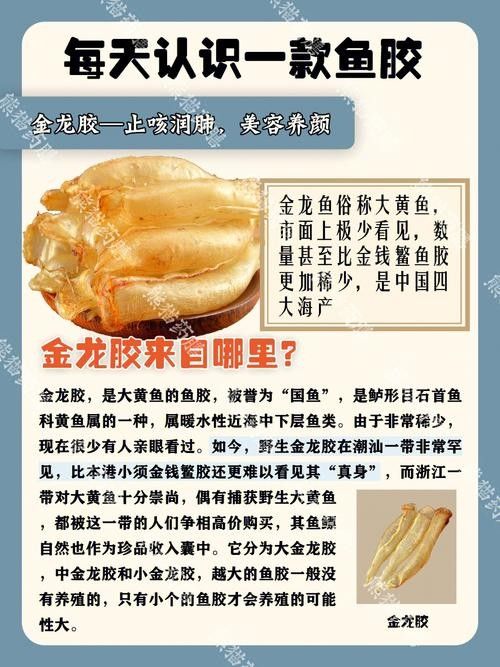 如何保養大金龍魚膠：保養大金龍魚膠的方法