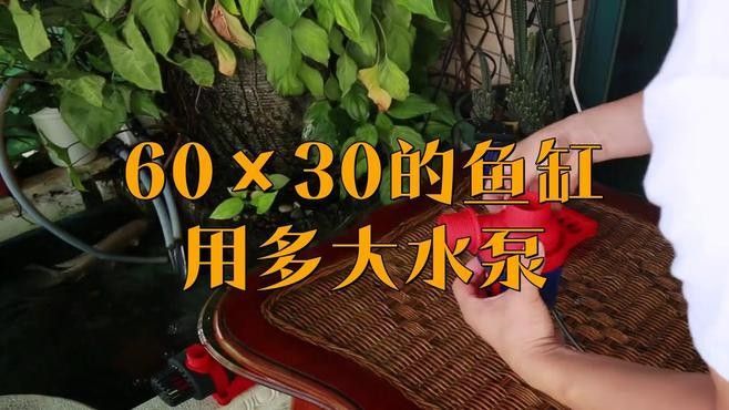 60的魚缸養(yǎng)龍魚需要多大的功率過濾器：60厘米魚缸過濾器功率如何選擇公式
