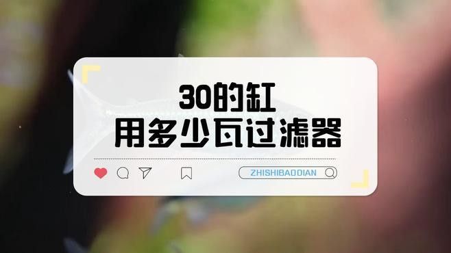 60的魚缸養(yǎng)龍魚需要多大的功率過濾器：60厘米魚缸過濾器功率如何選擇公式