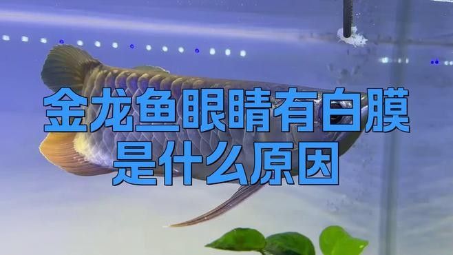 如何判斷金龍魚眼睛白膜是否好轉：如何判斷龍魚眼睛白膜是否好轉 如何判斷金龍魚眼睛白膜是否好轉：如何判斷龍魚眼睛白膜是否好轉 龍魚百科 第1張