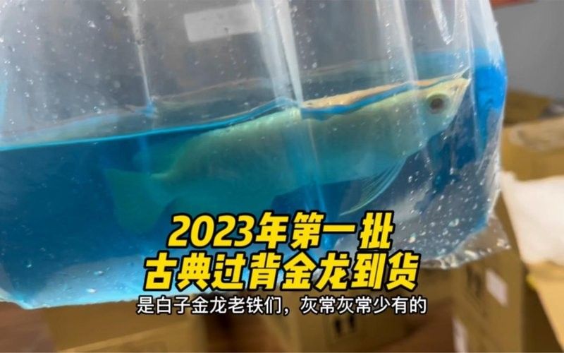 煙臺哪個水族館龍魚好？祥龍魚場龍魚：廣州龍魚祥龍魚場龍魚混養最佳搭配圖解大全