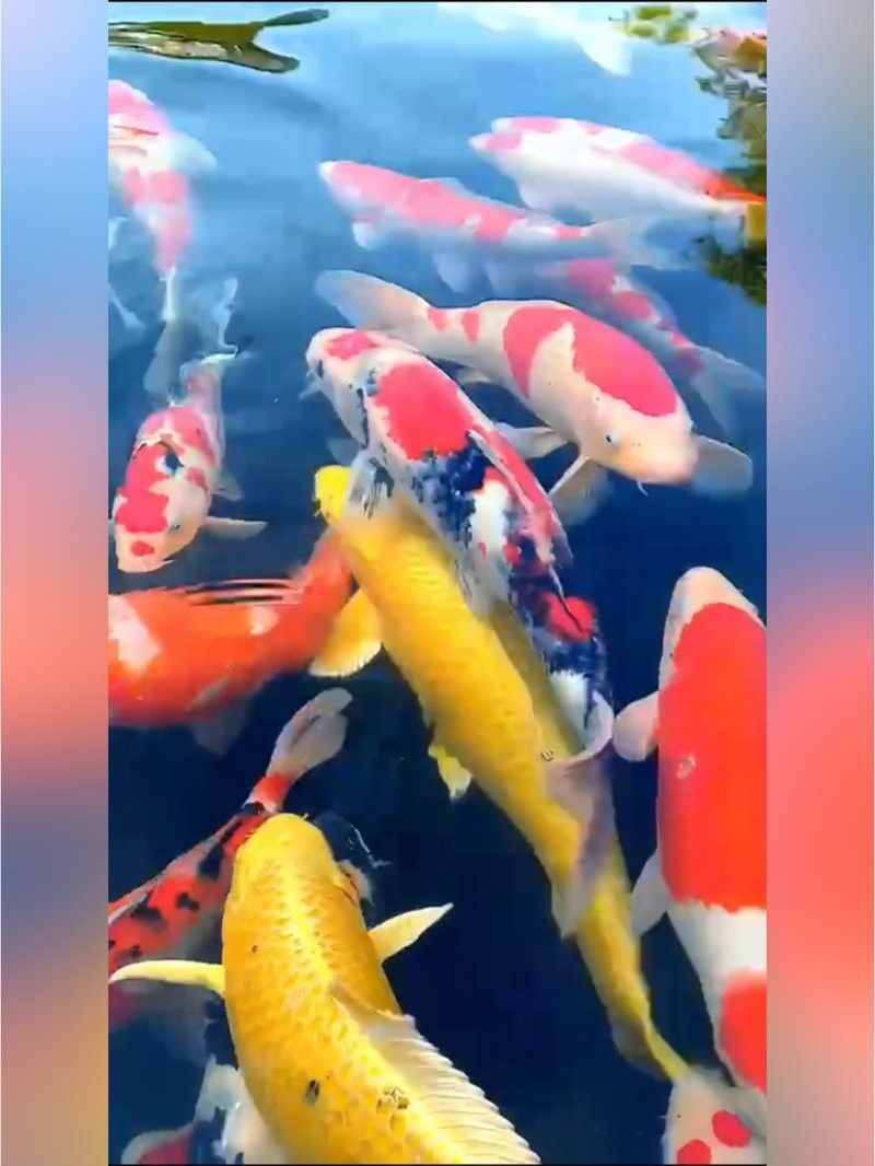 紅龍魚BTL飼料多久換一次：紅龍魚btl飼料更換頻率