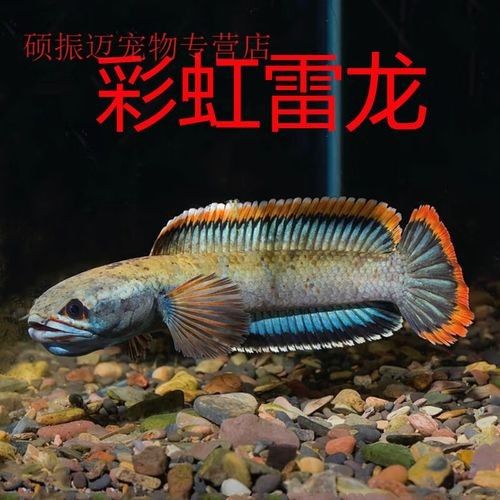 給我一些彩虹雷龍魚發色后的圖片：彩虹雷龍魚發色后圖片示例