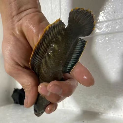 給我一些彩虹雷龍魚發色后的圖片：彩虹雷龍魚發色后圖片示例