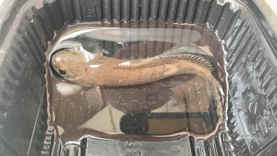 給我一些彩虹雷龍魚發色后的圖片：彩虹雷龍魚發色后圖片示例