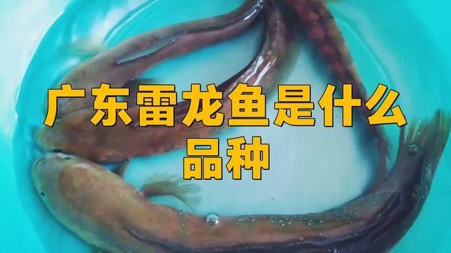 給我更多雷龍魚的學名：雷龍魚是什么品種雷龍魚品種大揭秘新手適合養哪種瀚碼俠