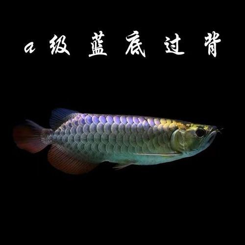 哪里可以購買到純血統(tǒng)的金龍魚：北京朝陽龍魚電話金龍魚觀賞魚購買途徑及選購建議