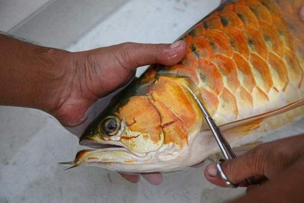 紅龍魚鰓病如何治療：復禾健康，魚紅腮病怎么治療 紅龍魚鰓病如何治療：復禾健康，魚紅腮病怎么治療 龍魚百科 第7張
