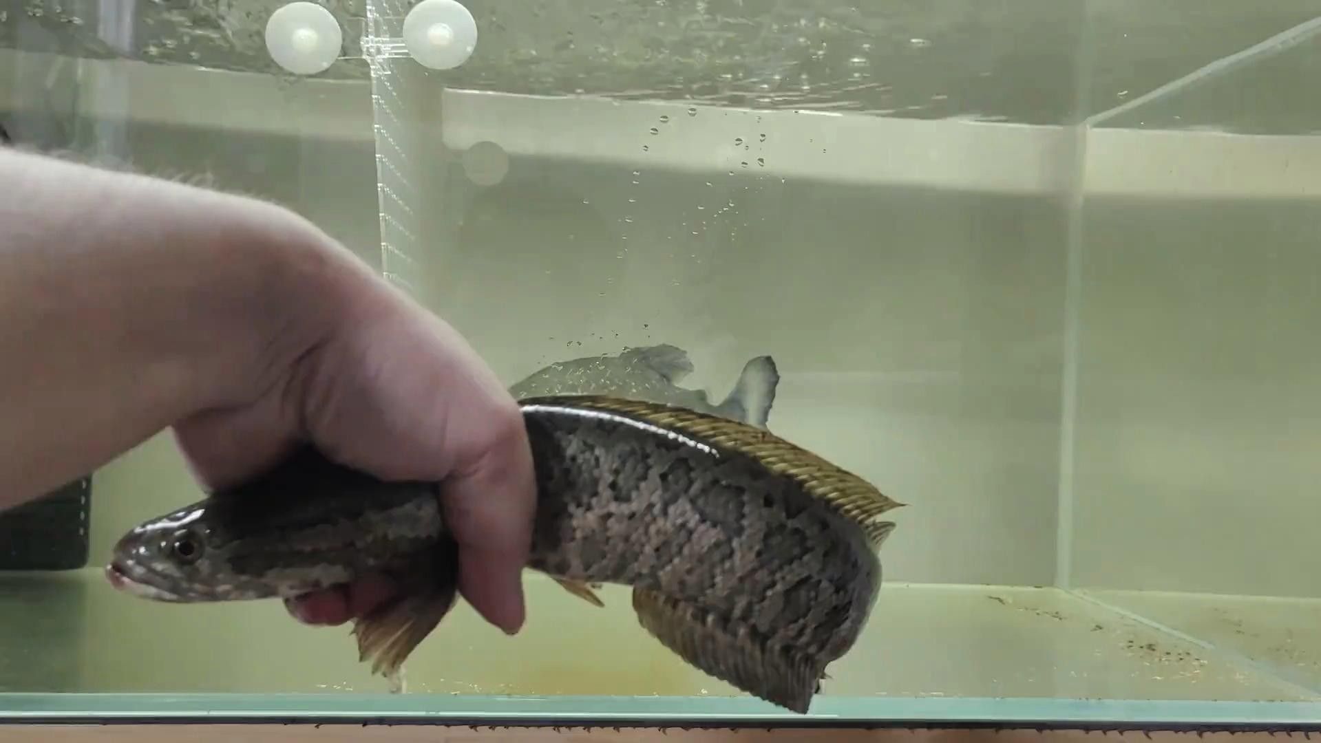 黑魚和食人魚哪個更厲害：黑魚和食人魚哪個更兇猛？