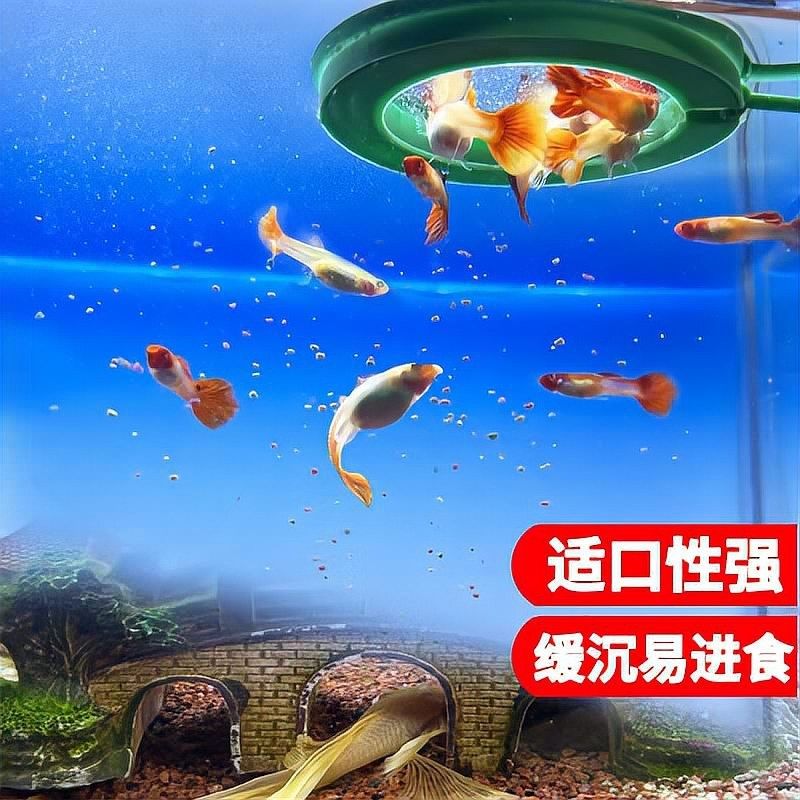 孔雀龍魚如何發色？：孔雀魚的發色機制