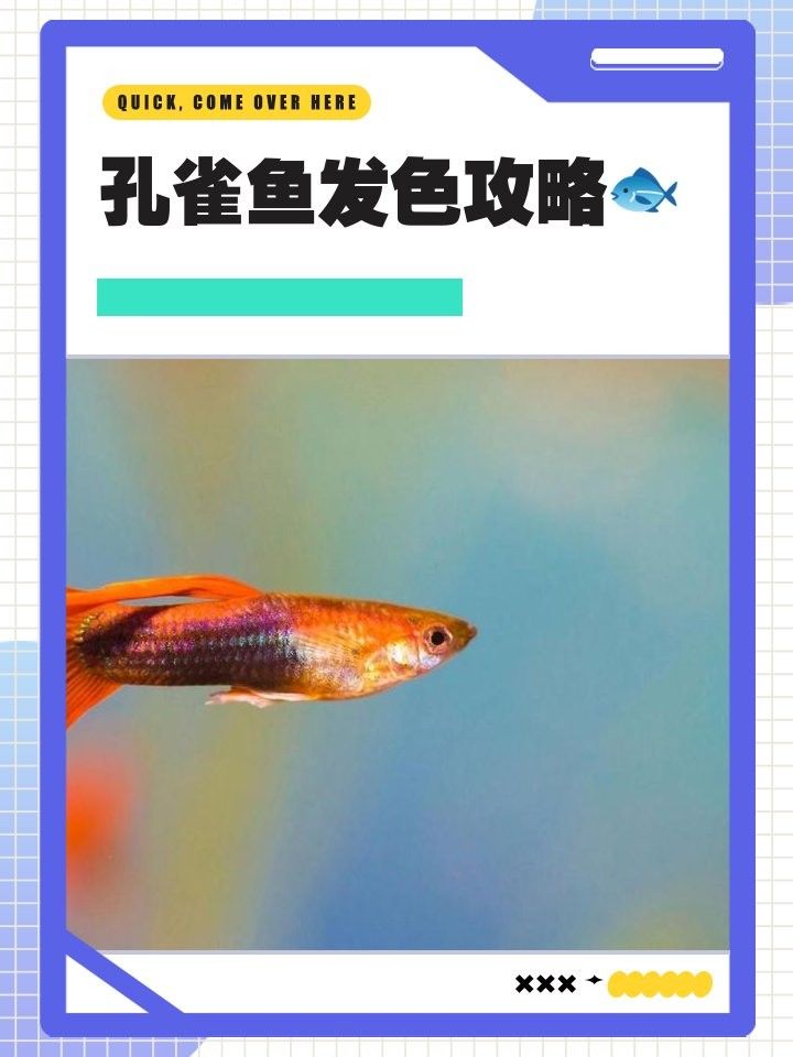 孔雀龍魚如何發色？：孔雀魚的發色機制