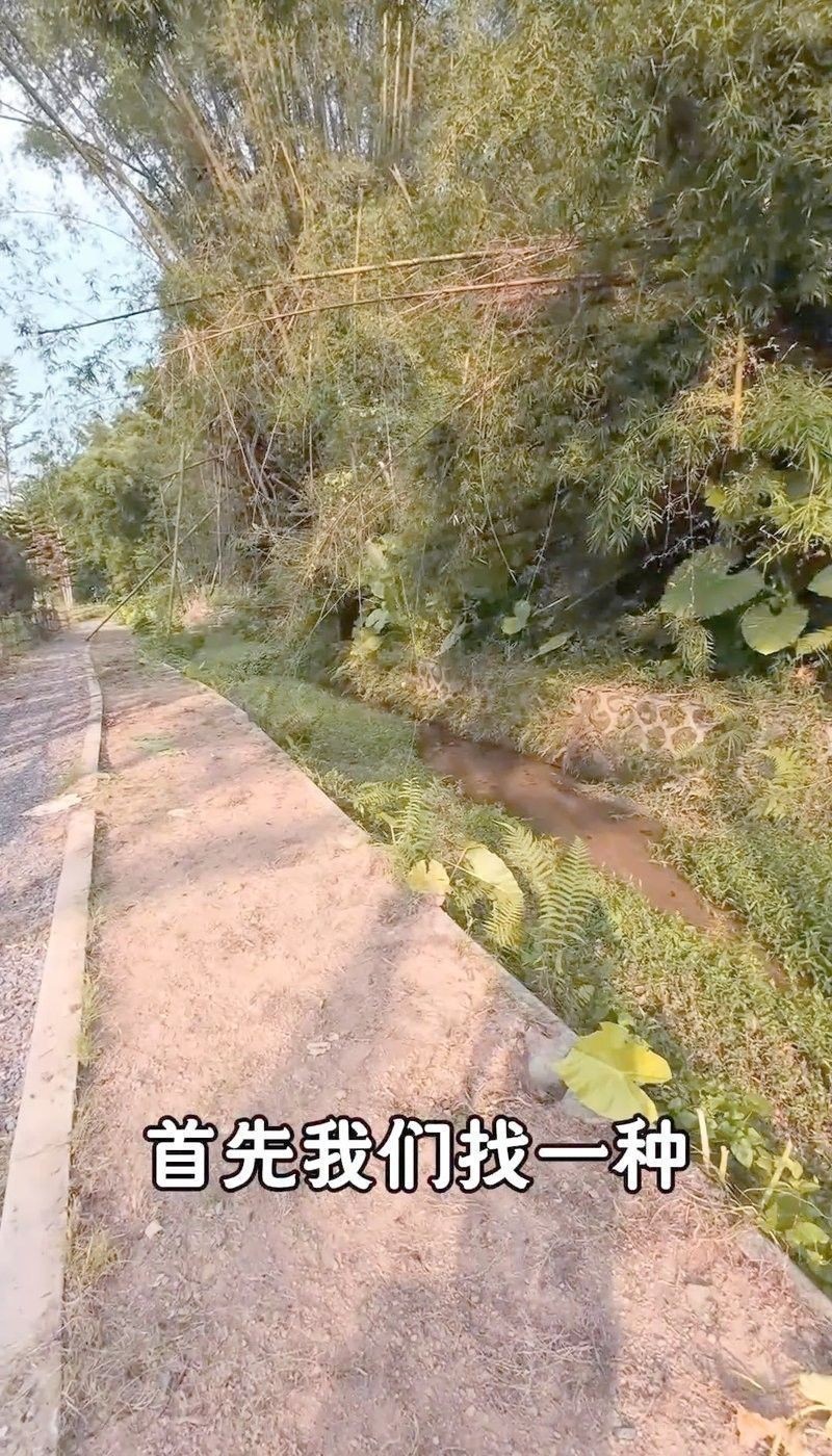 雷龍魚的最佳釣法：小水釣魚雷龍路亞新手必學(xué)技巧一分鐘搞定小潤(rùn)肌手記 雷龍魚的最佳釣法：小水釣魚雷龍路亞新手必學(xué)技巧一分鐘搞定小潤(rùn)肌手記 龍魚百科 第8張