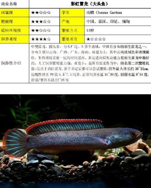雷龍魚的最佳釣法：小水釣魚雷龍路亞新手必學(xué)技巧一分鐘搞定小潤(rùn)肌手記 雷龍魚的最佳釣法：小水釣魚雷龍路亞新手必學(xué)技巧一分鐘搞定小潤(rùn)肌手記 龍魚百科 第2張