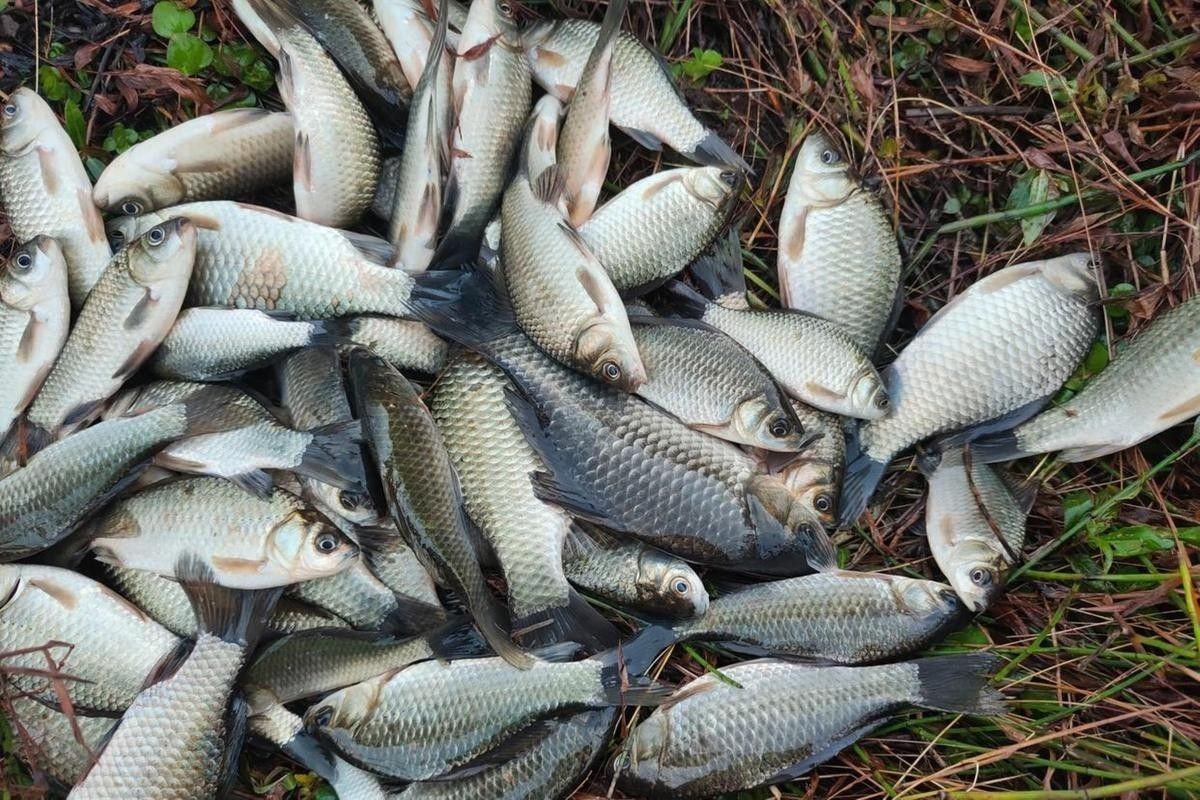 雷龍魚的最佳釣法：小水釣魚雷龍路亞新手必學(xué)技巧一分鐘搞定小潤(rùn)肌手記 雷龍魚的最佳釣法：小水釣魚雷龍路亞新手必學(xué)技巧一分鐘搞定小潤(rùn)肌手記 龍魚百科 第9張
