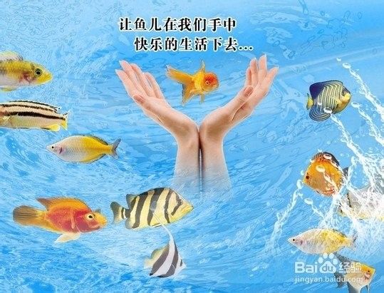 如何科學地進行龍魚放生：科學放生龍魚需兼顧生態保護與物種特性以下關鍵要點 如何科學地進行龍魚放生：科學放生龍魚需兼顧生態保護與物種特性以下關鍵要點 龍魚百科 第5張