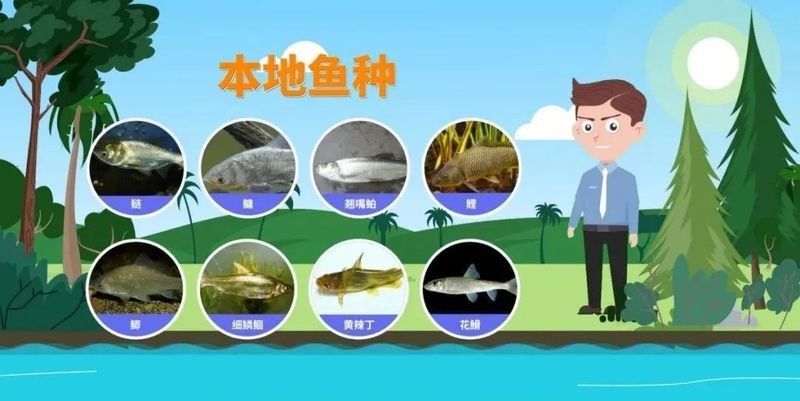 如何科學地進行龍魚放生：科學放生龍魚需兼顧生態保護與物種特性以下關鍵要點 如何科學地進行龍魚放生：科學放生龍魚需兼顧生態保護與物種特性以下關鍵要點 龍魚百科 第3張