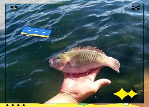 如何科學地進行龍魚放生：科學放生龍魚需兼顧生態保護與物種特性以下關鍵要點 如何科學地進行龍魚放生：科學放生龍魚需兼顧生態保護與物種特性以下關鍵要點 龍魚百科 第4張