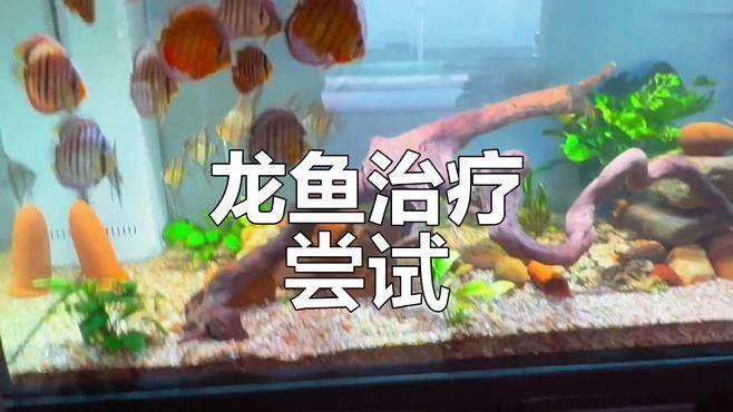 龍魚治療藥哪個品牌口碑最好： 龍魚治療藥哪個品牌口碑最好：\