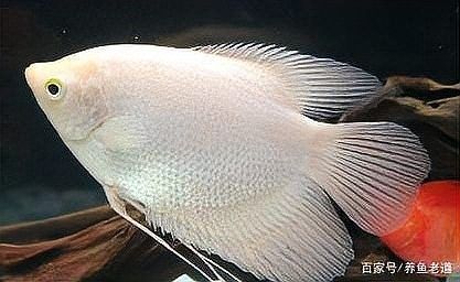 哪些工具魚會攻擊曼龍？：愛養love寵物，主動攻擊其他魚類的幾種常見觀賞魚 哪些工具魚會攻擊曼龍？：愛養love寵物，主動攻擊其他魚類的幾種常見觀賞魚 龍魚百科 第5張