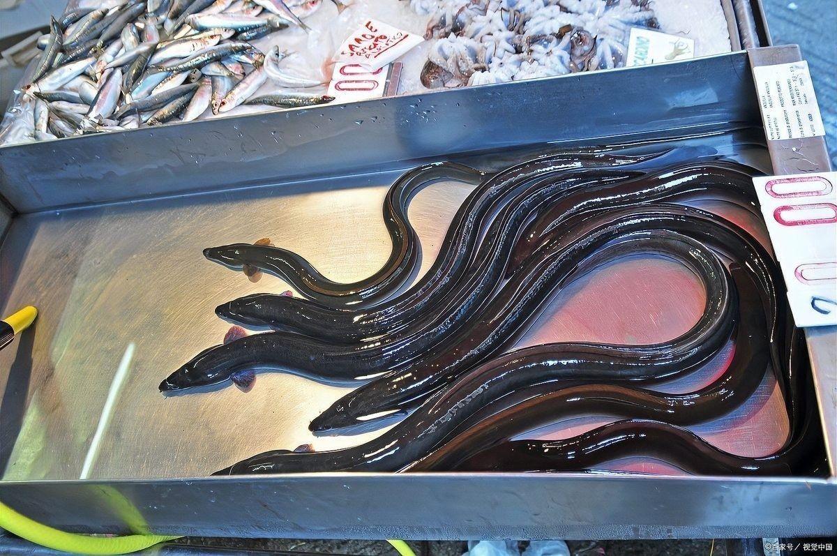 介紹一下中華須鰻（杜龍魚）：中華須鰻有哪些藥用功效 介紹一下中華須鰻（杜龍魚）：中華須鰻有哪些藥用功效 龍魚百科 第4張