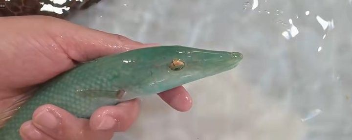 過江龍魚有哪些品種？：中國特有的過江龍魚，體重可達(dá)5-10公斤，網(wǎng)友：吃不起貍貓之一 過江龍魚有哪些品種？：中國特有的過江龍魚，體重可達(dá)5-10公斤，網(wǎng)友：吃不起貍貓之一 龍魚百科 第9張
