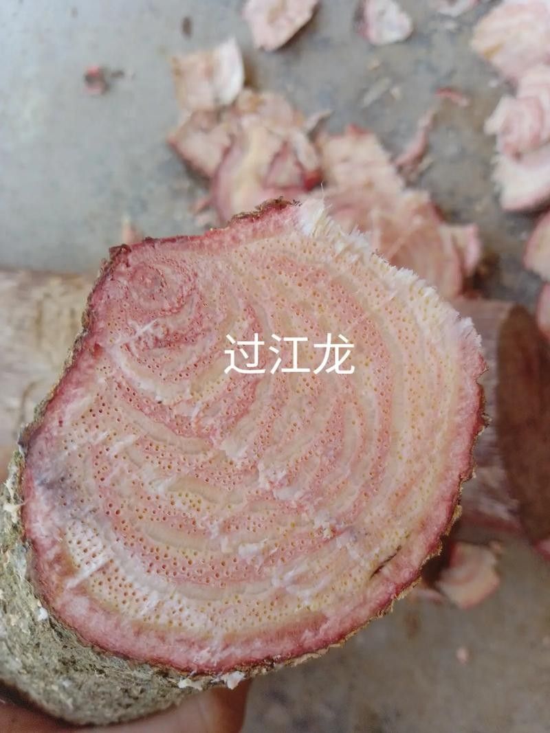 過江龍魚有哪些品種？：中國特有的過江龍魚，體重可達(dá)5-10公斤，網(wǎng)友：吃不起貍貓之一 過江龍魚有哪些品種？：中國特有的過江龍魚，體重可達(dá)5-10公斤，網(wǎng)友：吃不起貍貓之一 龍魚百科 第3張