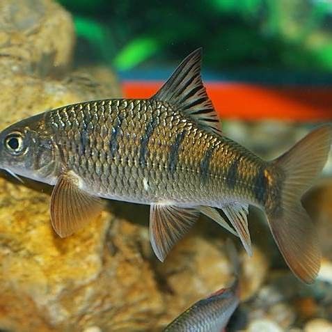 過江龍魚有哪些品種？：中國特有的過江龍魚，體重可達(dá)5-10公斤，網(wǎng)友：吃不起貍貓之一 過江龍魚有哪些品種？：中國特有的過江龍魚，體重可達(dá)5-10公斤，網(wǎng)友：吃不起貍貓之一 龍魚百科 第11張