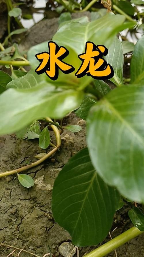 過江龍魚有哪些品種？：中國特有的過江龍魚，體重可達(dá)5-10公斤，網(wǎng)友：吃不起貍貓之一 過江龍魚有哪些品種？：中國特有的過江龍魚，體重可達(dá)5-10公斤，網(wǎng)友：吃不起貍貓之一 龍魚百科 第6張