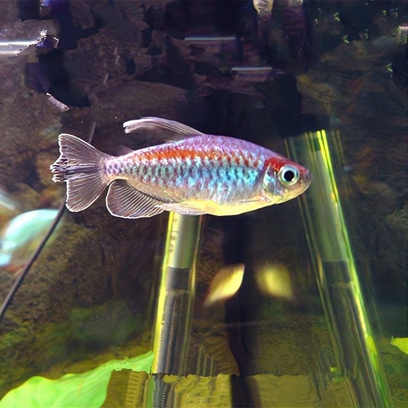 古典藍龍魚適合新手嗎？：古典藍龍魚是否適合新手飼養(yǎng)？