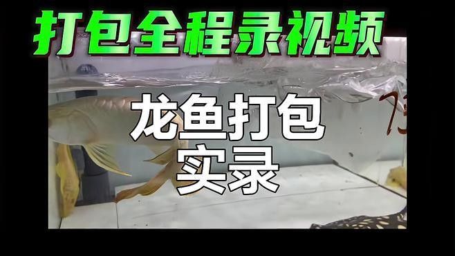 龍魚打包發(fā)貨需要哪些注意事項(xiàng)：魚打包發(fā)貨時(shí)需要遵循一系列注意事項(xiàng)以確保其安全、健康地到達(dá)目的地