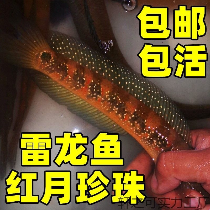 哪個線上平臺批發金龍魚魚苗最可靠：如何找到一個可靠的線上批發平臺 哪個線上平臺批發金龍魚魚苗最可靠：如何找到一個可靠的線上批發平臺 龍魚百科 第13張