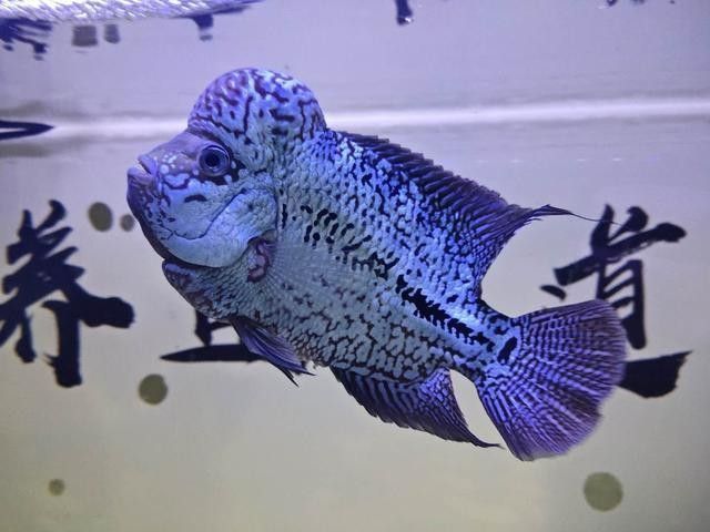 哪種雷龍魚品種更偏愛黃粉蟲：養魚說，雷龍魚怎么養 哪種雷龍魚品種更偏愛黃粉蟲：養魚說，雷龍魚怎么養 龍魚百科 第2張