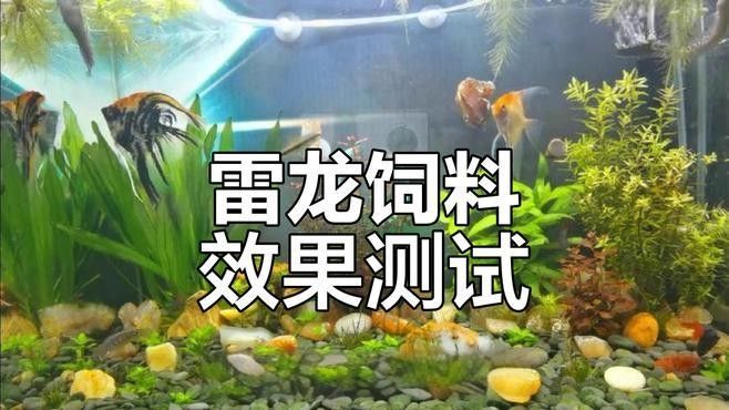 雷龍魚吃什么品牌的飼料好：雷龍魚飼料怎么選擇