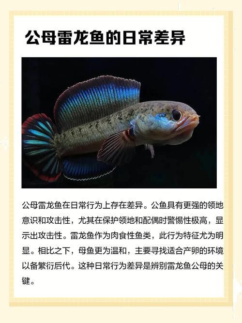 如何區(qū)分雌雄雷龍魚？：雄雷龍魚和雌雷龍魚的區(qū)別