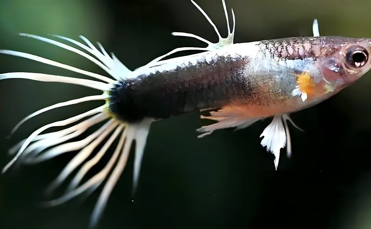 孔雀魚被雷龍攻擊后如何急救？：孔雀魚被雷龍攻擊了怎么辦