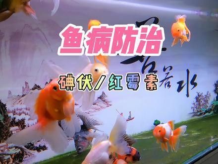 孔雀魚被雷龍攻擊后如何急救？：孔雀魚被雷龍攻擊了怎么辦