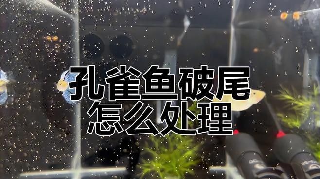 孔雀魚被雷龍攻擊后如何急救？：孔雀魚被雷龍攻擊了怎么辦