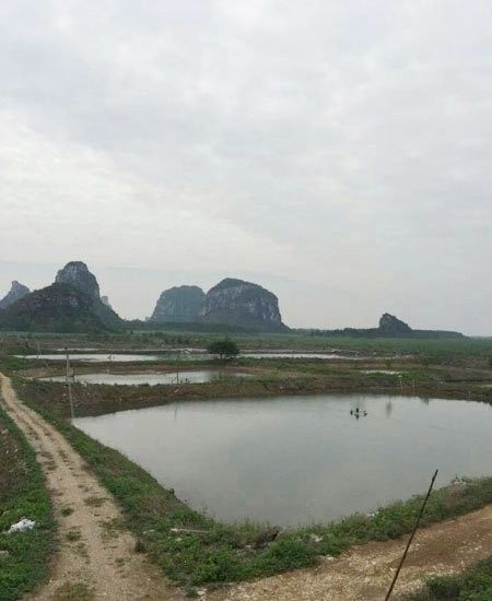 貴港有哪些知名的龍魚養殖場？：廣西貴港市有哪些知名的龍魚養殖場？
