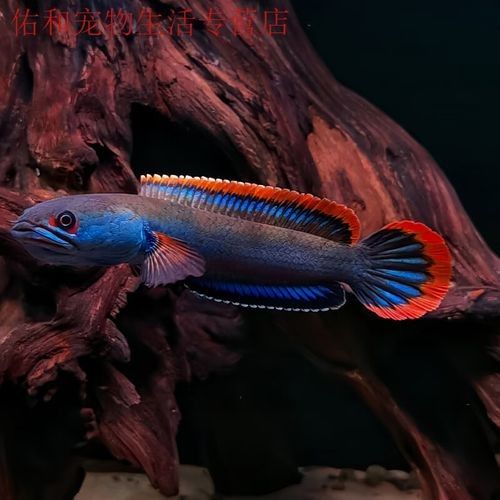 雷龍魚苗價格是多少：雷龍魚苗價格因地區(qū)、季節(jié)和供應量的不同而有所差異