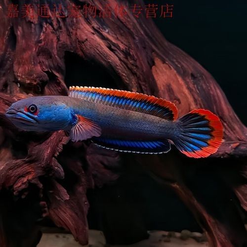 雷龍魚苗價格是多少：雷龍魚苗價格因地區(qū)、季節(jié)和供應量的不同而有所差異