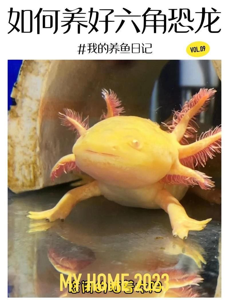 六角恐龍魚需要多久換一次水：六角恐龍的換水頻率大揭秘