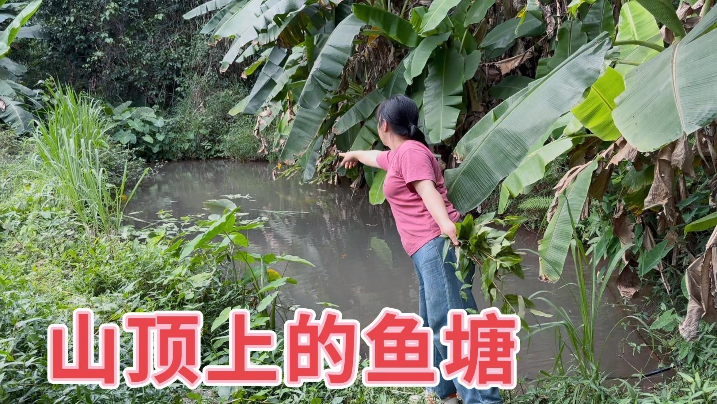 杜龍魚養殖技術有哪些難點：杜龍魚養殖中的常見誤區及正確方法探討心有猛虎玩