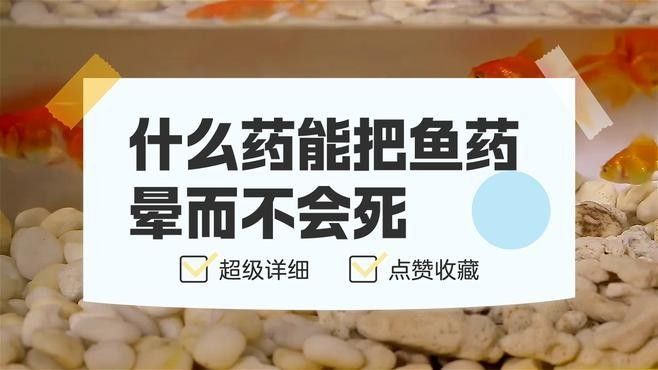 丁香酚麻醉龍魚有哪些注意事項：丁香酚麻醉魚安全用量速查散懷selina旺一丘