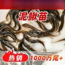 黃金鰍的價格是多少：黃金鰍的價格是多少，