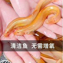 黃金鰍的價格是多少：黃金鰍的價格是多少，
