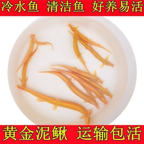 黃金鰍的價格是多少：黃金鰍的價格是多少，