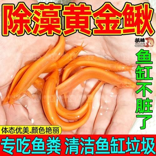 黃金鰍的價(jià)格是多少：黃金鰍的價(jià)格是多少，